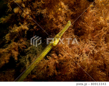 A close-up picture of a straightnose pipefish, Nerophis ophidion, among seaweed and stones 80913343