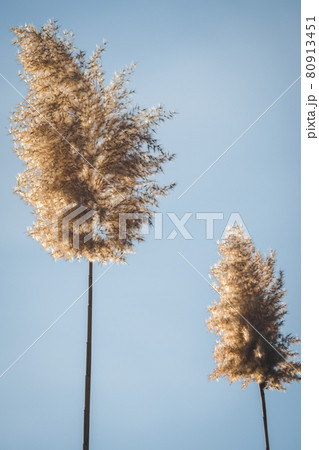 Branches of dry reed pampas grass against the blue sky at sunset. Branches of dry reed pampas grass against the blue sky at sunset. 80913451