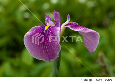 紫の花菖蒲 紫の花菖蒲 80913569