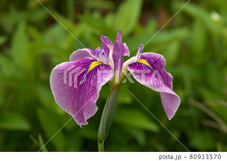 紫の花菖蒲 紫の花菖蒲 80913570
