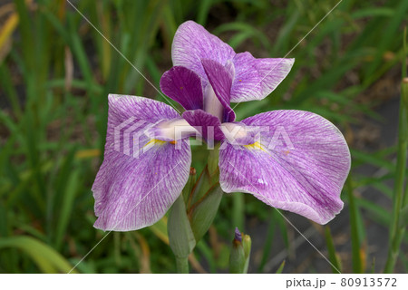 紫の花菖蒲 紫の花菖蒲 80913572