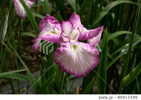 紫に白の花菖蒲 紫に白の花菖蒲 80913599
