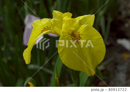 黄色の花菖蒲 黄色の花菖蒲 80913722