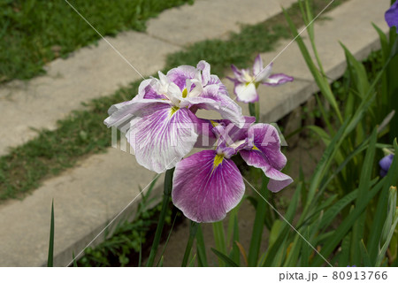 紫に白の花菖蒲 紫に白の花菖蒲 80913766