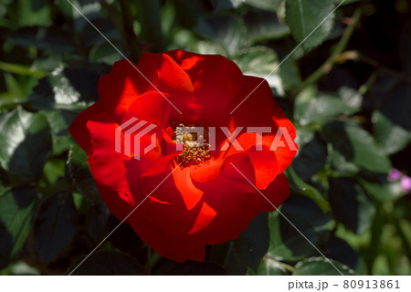 情熱的な真っ赤な薔薇 80913861