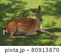鹿の休憩 80913870