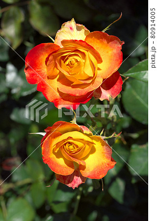 オレンジのバラ 薔薇 オレンジのバラ 薔薇 80914005