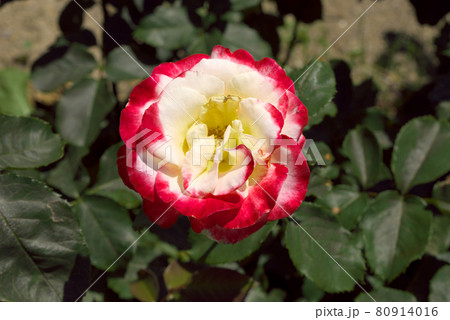 白に赤の縁取りの薔薇 白に赤の縁取りの薔薇 80914016