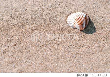 Shells pattern. Seashells, starfishes on sand ocean beach background. Exotic beach with copy space. Shells pattern. Seashells, starfishes on sand ocean beach background. Exotic beach with copy space. 80914061