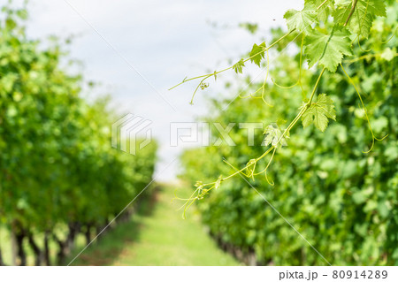 Summer or spring season background with vine leaves in the vineyard 80914289