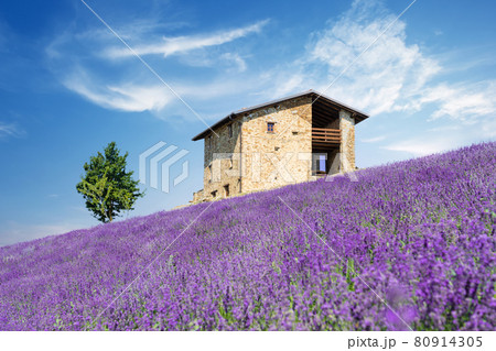 Bushes of purple lavender flowers in summer 80914305
