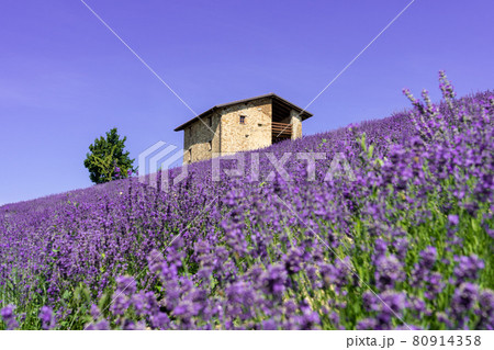 Beautiful closeup lavender field landscape in summer 80914358