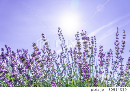 Beautiful closeup bushes of purple lavender flowers in summer 80914359