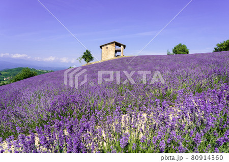 Beautiful bushes of purple lavender flowers in summer 80914360