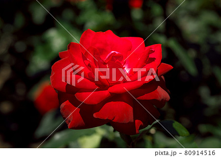 赤い薔薇 赤い薔薇 80914516