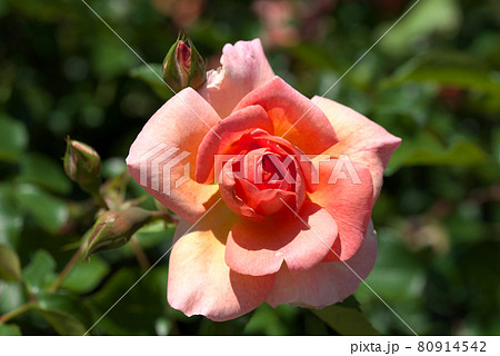 ピンクの薔薇 80914542