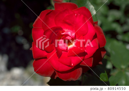 赤い薔薇 80914550