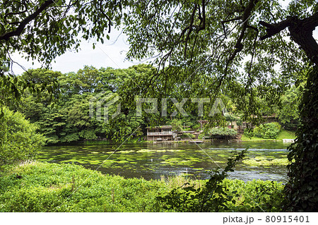 柿田川湧水の夏 80915401