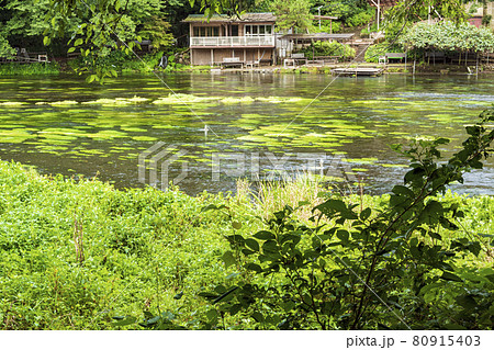 柿田川湧水の夏 80915403