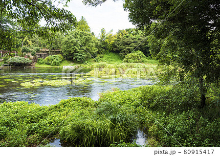柿田川湧水の夏 80915417