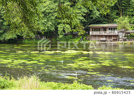 柿田川湧水の夏 80915425