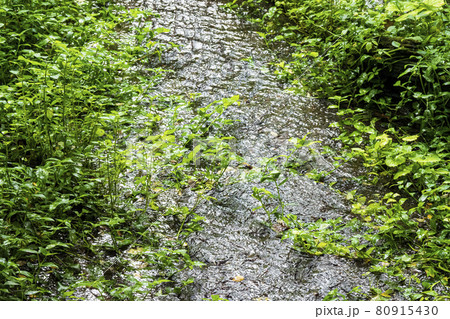 柿田川湧水の夏 柿田川湧水の夏 80915430