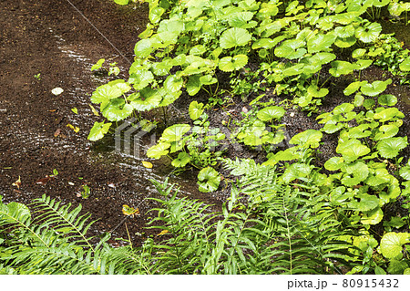 柿田川湧水の夏 柿田川湧水の夏 80915432