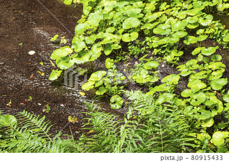 柿田川湧水の夏 80915433
