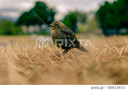 人懐っこい野生の小鳥 80915653