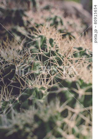 とげとげしいサボテン とげとげしいサボテン 80915654