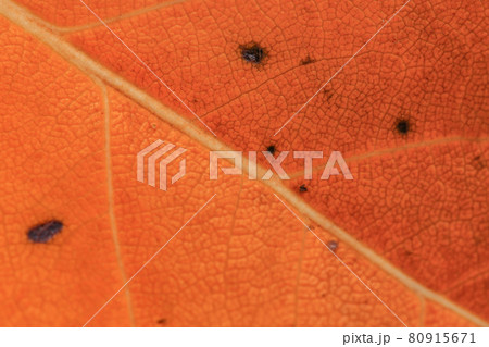 Close up macro - orange leaf structure. Abstract autumn background. Close up macro - orange leaf structure. Abstract autumn background. 80915671