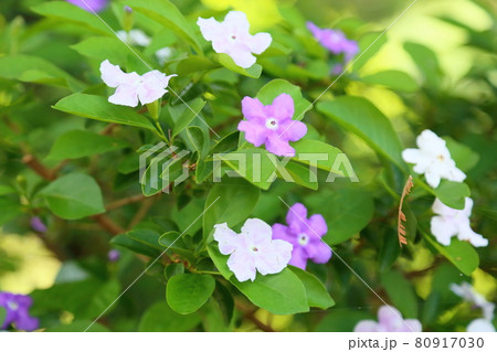 ニオイバンマツリの花 80917030