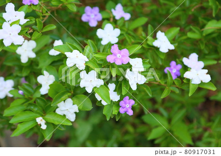 ニオイバンマツリの花 80917031