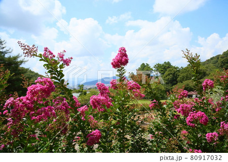 イッサイサルスベリの花 イッサイサルスベリの花 80917032