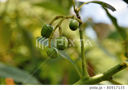 アボカドの若い実 80917135