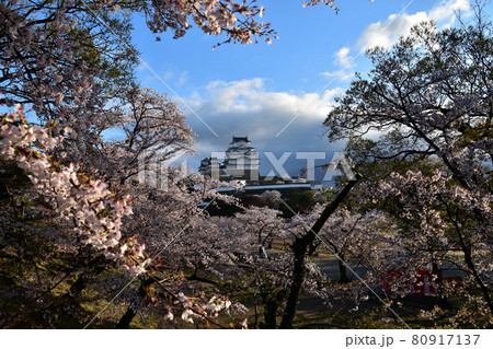 日本の兵庫県の姫路市　世界遺産で国宝でもある姫路城　春の桜と青空と立派な天守閣 80917137