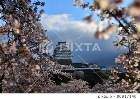 日本の兵庫県の姫路市　世界遺産で国宝でもある姫路城　春の桜と青空と立派な天守閣 80917140