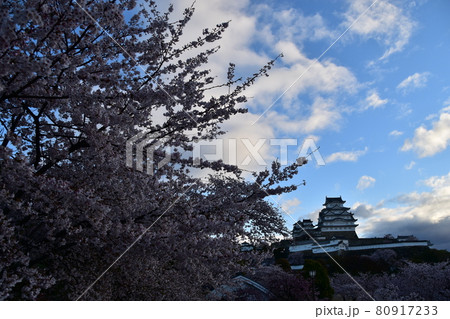 日本の兵庫県の姫路市　世界遺産で国宝でもある姫路城　春の桜と青空と立派な天守閣 80917233