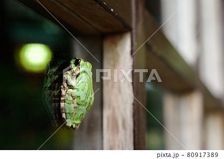 【二ホンアマガエル】お店のガラスに張り付くアマガエル 80917389