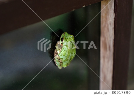 【二ホンアマガエル】お店のガラスに張り付くアマガエル 【二ホンアマガエル】お店のガラスに張り付くアマガエル 80917390