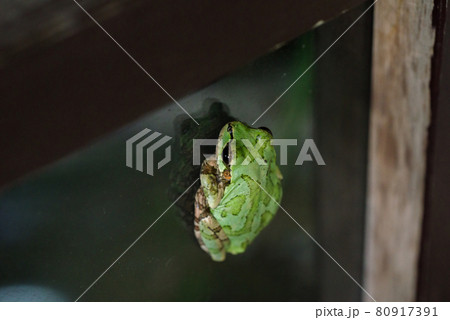 【二ホンアマガエル】お店のガラスに張り付くアマガエル 80917391