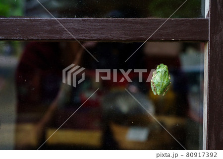 【二ホンアマガエル】お店のガラスに張り付くアマガエル 80917392