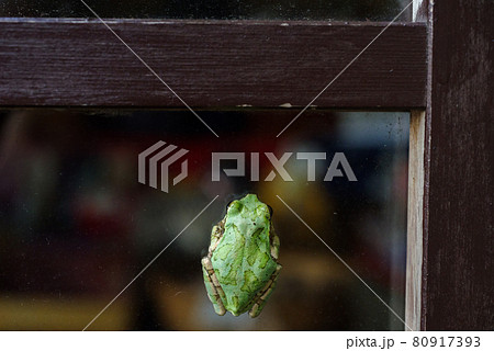 【二ホンアマガエル】お店のガラスに張り付くアマガエル 80917393