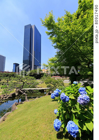 東京 港区 旧芝離宮恩賜庭園から見た世界貿易センタービルディング南館 東京 港区 旧芝離宮恩賜庭園から見た世界貿易センタービルディング南館 80917490
