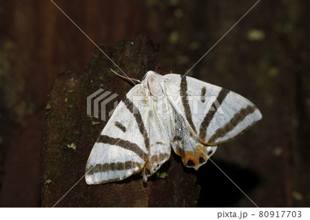 トラフツバメエダシャク 80917703