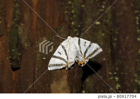 トラフツバメエダシャク トラフツバメエダシャク 80917704