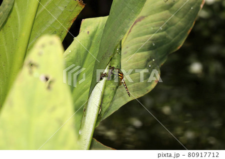 ネキトンボ ネキトンボ 80917712