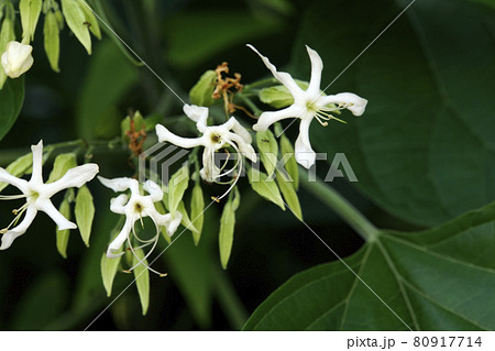 自然に育った雑木の白いクサギの花 80917714