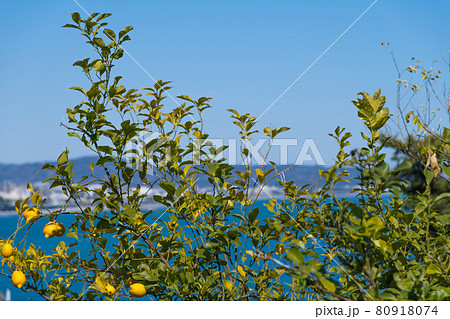 【小田原市石橋のミカン畑でレモンも栽培】 80918074