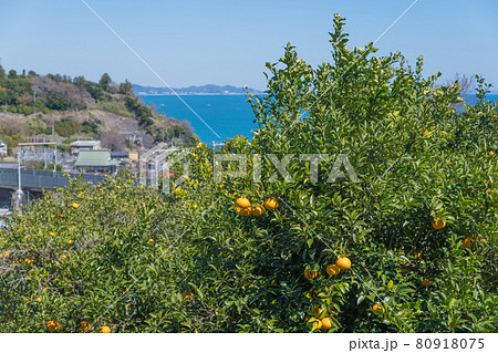 【日差しをたっぷり浴びた小田原市石橋のミカン畑】 80918075